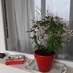Skyline * Timişoara