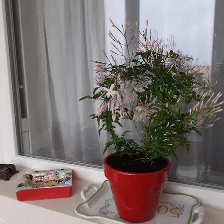 Skyline * Timișoara