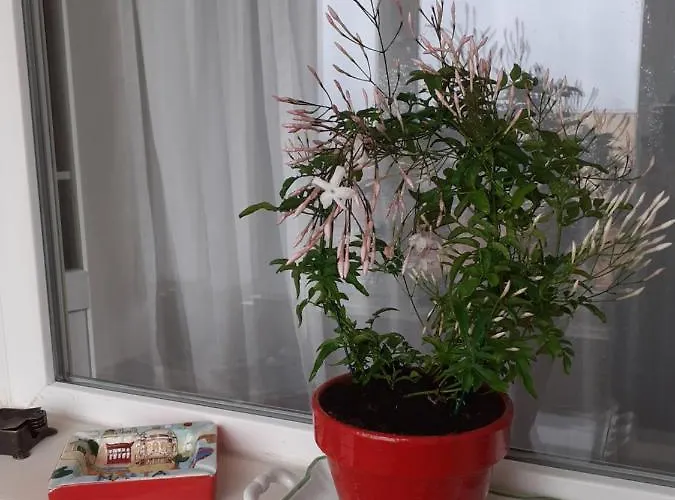 Skyline * Timişoara